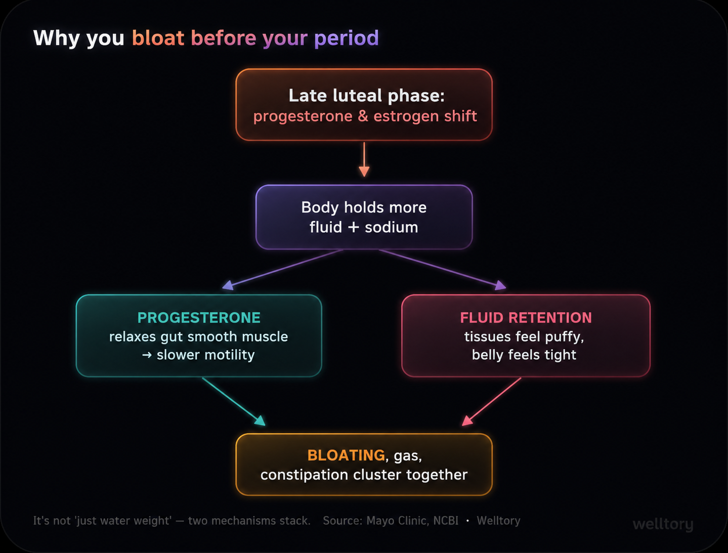 Flow diagram. Late luteal phase: progesterone and estrogen shift, so the body holds more fluid and sodium. Progesterone relaxes gut smooth muscle (slower motility) and fluid retention makes tissues puffy and the belly tight. Result: bloating, gas, and constipation cluster together. It is not just water weight. Source: Mayo Clinic, NCBI.